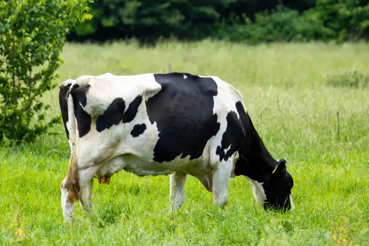 Dairy cow of the German Black and Tan Lowland Cattle breed grazing in the Palatinate