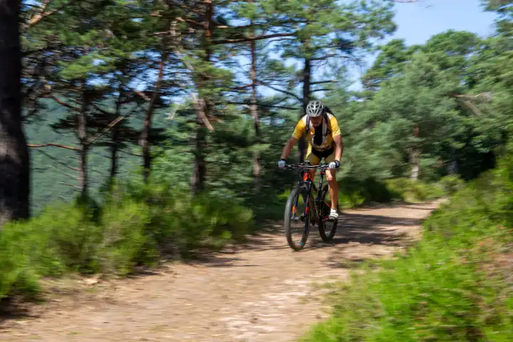 Mountain bikers on the road in the Palatinate Forest