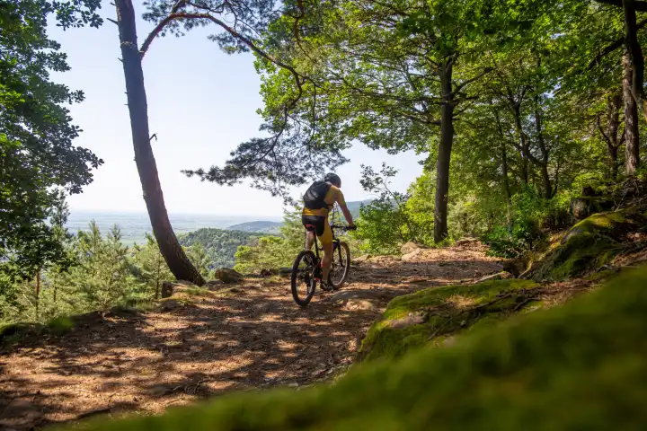 Mountain bikers in the Palatinate Forest on the way to Hohe Loog near Neustadt an der Weinstraße