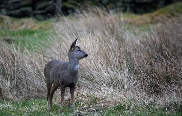 Female roe deer grazing in a field