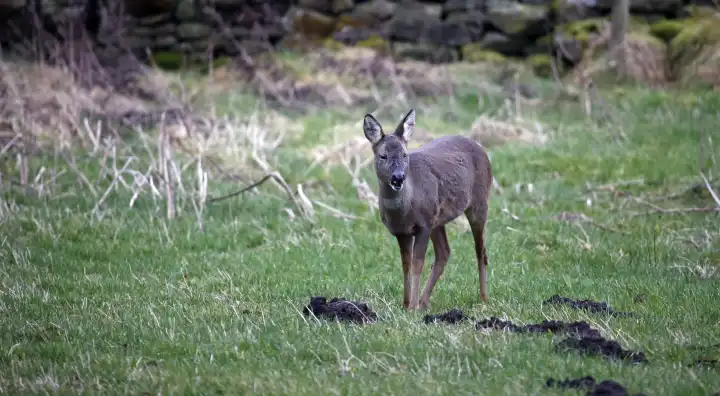 Female roe deer grazing in a field