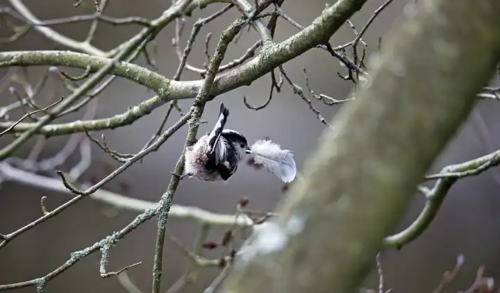 Schwanzmeisen sammeln Federn für ihr Nest