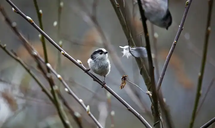 Long tailed tits collecting feathers to line its nest