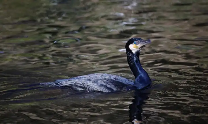 Cormorant fishing on the local river