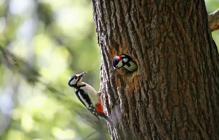 Great spotted woodpeckers at their nest site