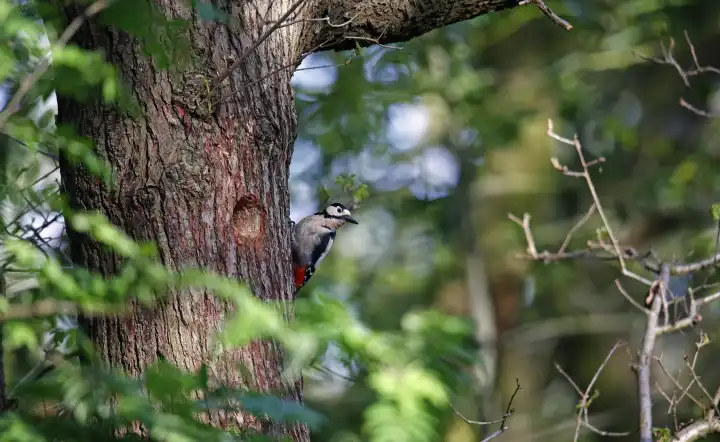 Great spotted woodpeckers at their nest site