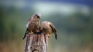 Male and female kestrels squabbling over a mouse