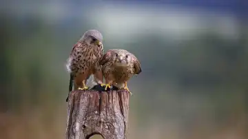 Male and female kestrels squabbling over a mouse