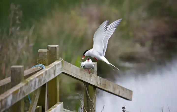 Common tern with a fish