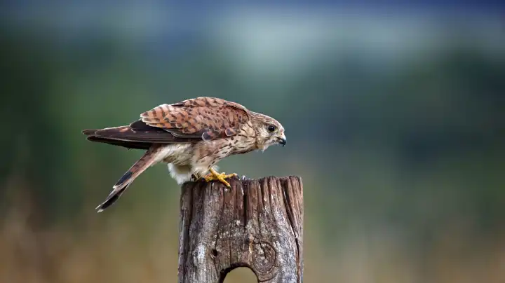 Female kestrel perched on a post