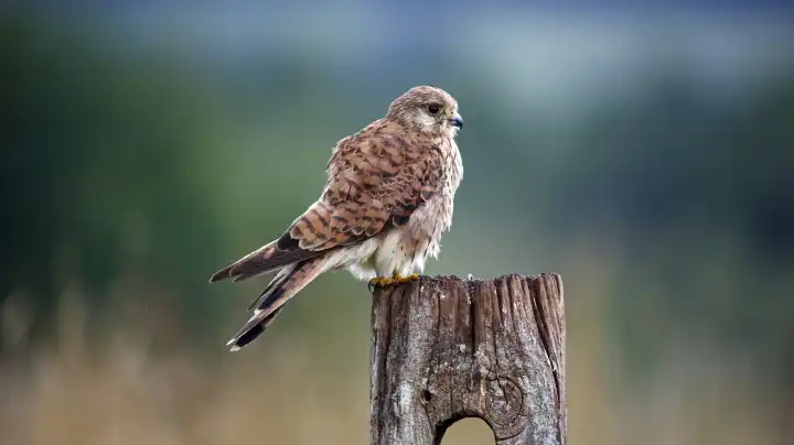 Female kestrel perched on a post