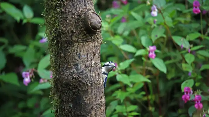 Great spotted woodpecker feeding in the woods