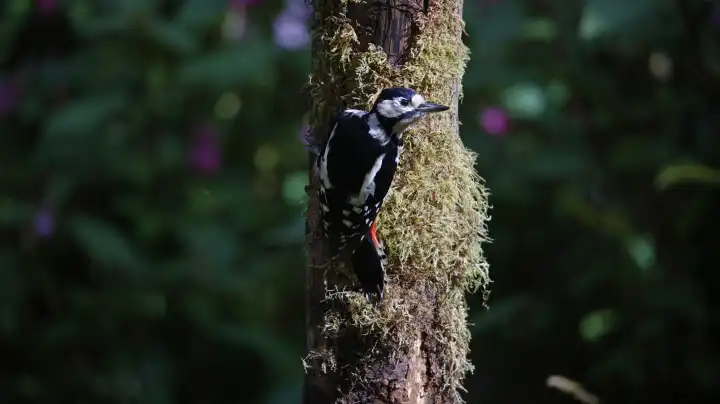 Great spotted woodpecker feeding in the woods