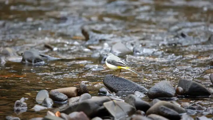 Grey wagtails feeding on the river