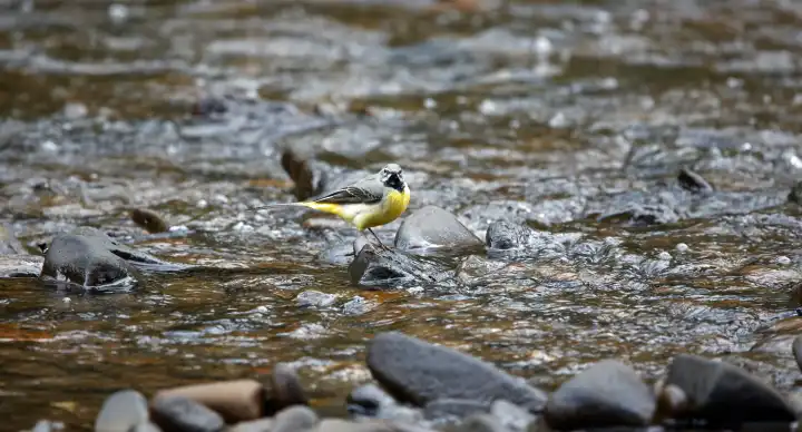 Grey wagtails feeding on the river