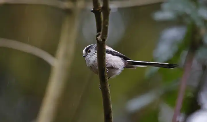 Long tailed tits in the rain