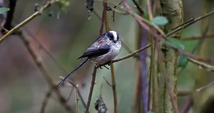 Long tailed tits in the rain