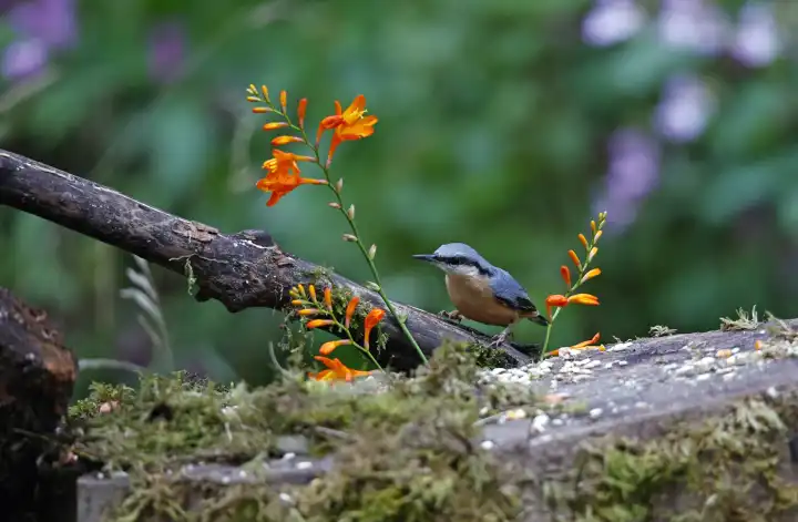 Nuthatches feeding in the woods