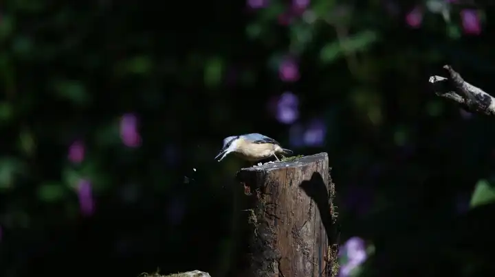 Nuthatches feeding in the woods