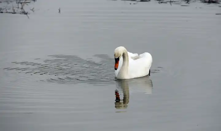 Höckerschwan schwimmt auf einem ruhigen See