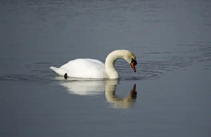 Mute swan floating on a calm lake