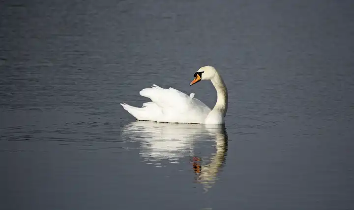 Mute swan floating on a calm lake