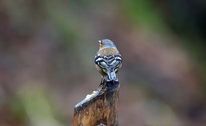 Buchfinken beim Füttern im Wald