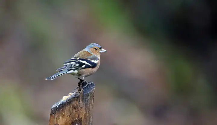 Chaffinches feeding in the woods