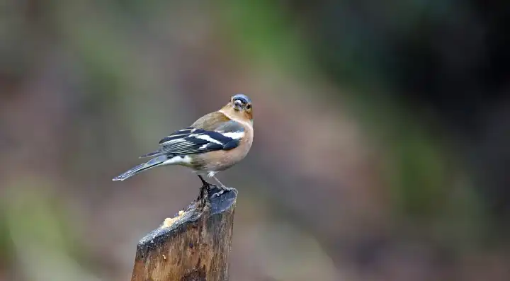 Buchfinken beim Füttern im Wald