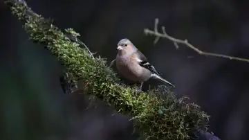 Chaffinches feeding in the woods