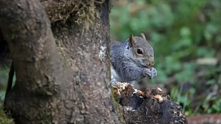 Grey squirrel in the woods