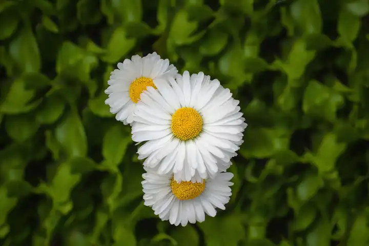three beautiful daisy flowers chamomile in the park