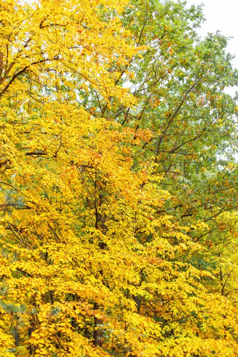 Schöne gelbe Herbstblätter an den Bäumen im Park.