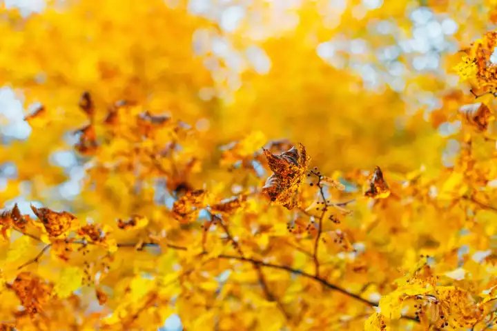 Schönes, leuchtend gelbes Laub im Park. Herbsttag