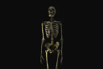 Menschliches Skelett auf schwarzem Hintergrund. Anatomie