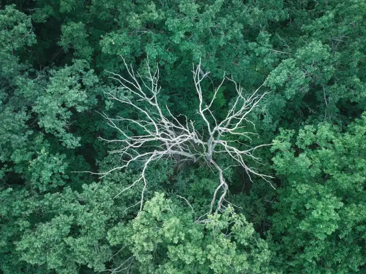 Trockene Baumzweige im grünen Laubwald. Luftaufnahme von Drohne mit Farbfilter.