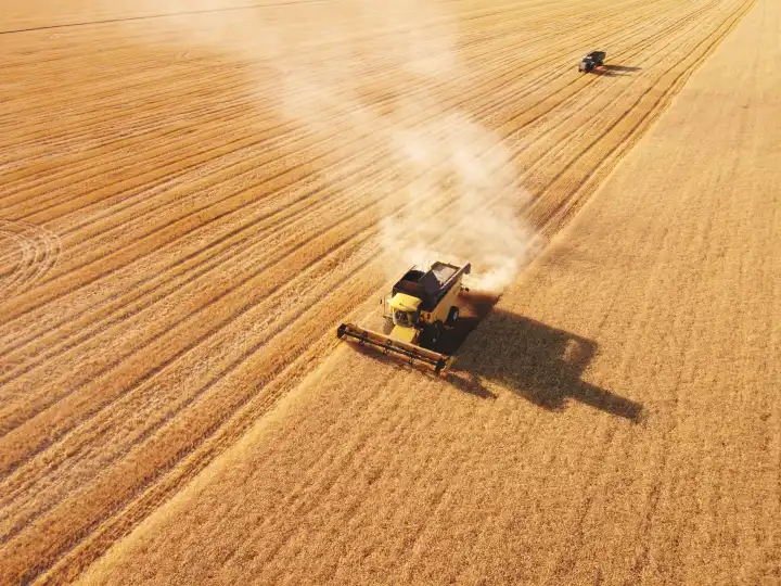 Wheat field with combine harvester and trailer work together. Aerial view agriculture industry