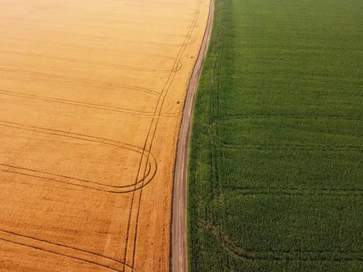 Wheat and corn field divided by ground road. Aerial rural landscape.