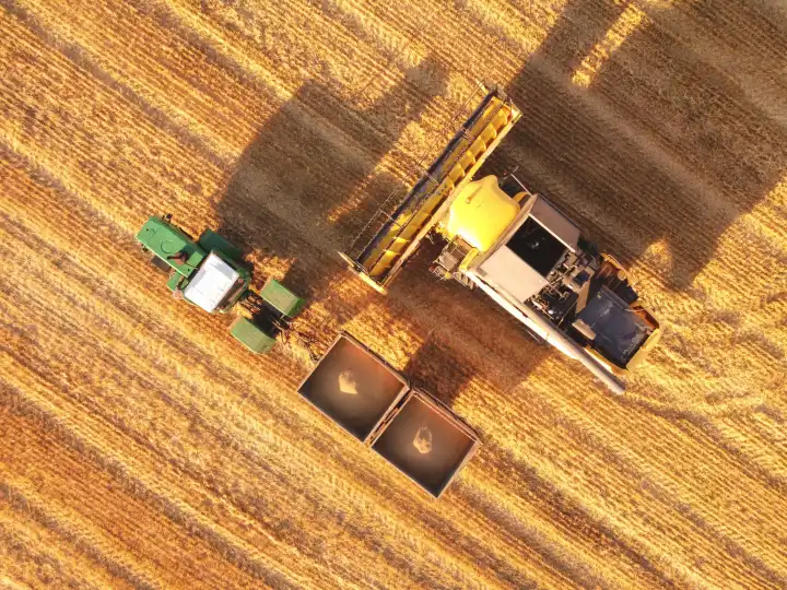 Combine harvester and trailer work on wheat field. Aerial top view.