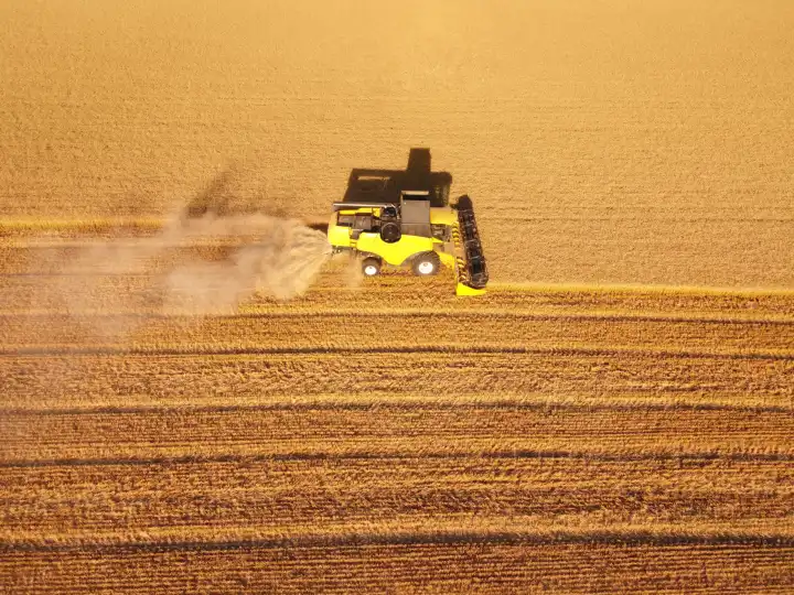 Wheat field with combine harvester working on horizontal rows. Aerial view from drone.