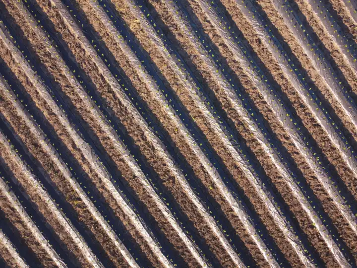 Luftbild auf Erdbeerfeld mit Pflanzenreihen.