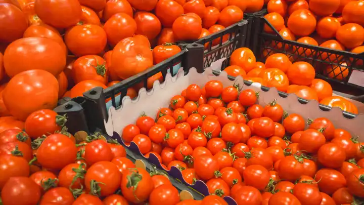 Schaukasten mit roten Tomaten. Viele verschiedene Sorten und Größen von Tomaten