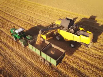 The process of loading wheat from combine harvester to the trailer on the field. Agriculture work in summer season.