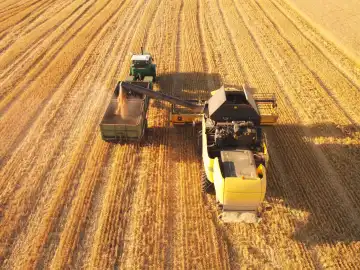 Combine harvester load wheat seed to the trailer. Aerial view of Ukrainian agriculture industry work.