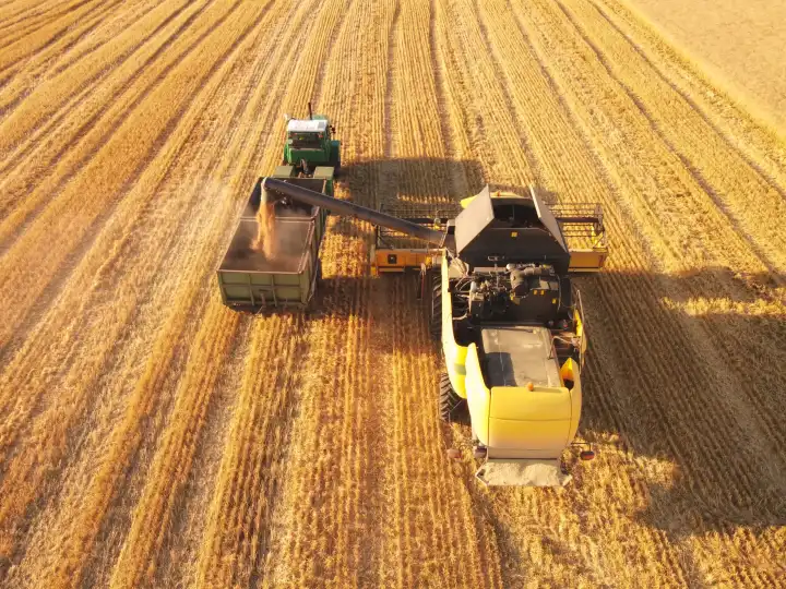 Mähdrescher beladen Weizensamen zum Anhänger. Luftaufnahme der Arbeit der ukrainischen Landwirtschaft.