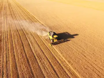 Combine harvester work in golden wheat field. Aerial view, agriculture work in summer season. Wheat production in Ukraine.