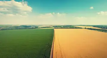 Agriculture fields panorama from aerial view. Wheat and corn plantations in Ukraine.