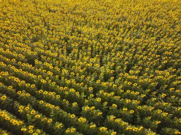 Agriculture field rows with sunflowers from aerial view. Agriculture field from top view.