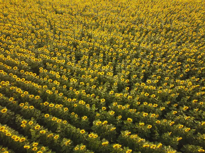Ackerfeldreihen mit Sonnenblumen aus der Luft. Ackerfeld von oben.