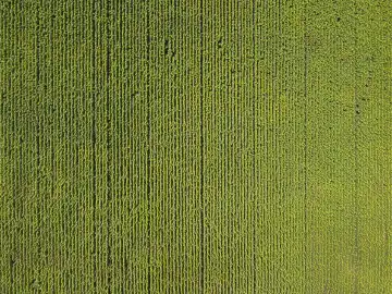 The natural pattern and lines of sunflower field from aerial view.